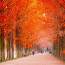 국도24호선가로수 이미지