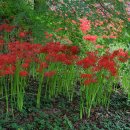 불갑사관광지 이미지