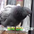 비둘기미용실 이미지