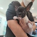 하이도그 켓 이미지