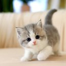 분당고양이분양 고사남 이미지