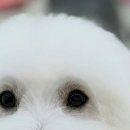 그루밍 사운드(Grooming Sound) 네이버블로그