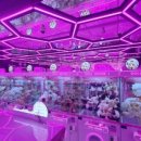 핑키펑키 - 강서구 명지국제8로 258 | 핑키펑키