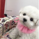 비숑 이미지