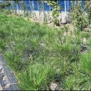 해송2로 이미지