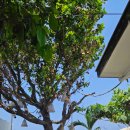 이니온 | [La Union 라유니온 여행] 서핑 성지 필리핀 산후안 라유니온 여행 물가