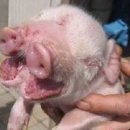 성의농장 2 이미지