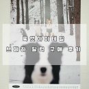 룩앳마이테일필름 | [내돈내산]룩앳마이테일 브페하 달력 구매 후기
