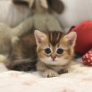 먼치킨분양 유전병 없이 건강한 다리짧은고양이 가정묘 도레미캣