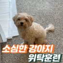 코리아 K9 애견훈련소 | 겁 많은 강아지훈련, 산책 훈련 이렇게 했어요 송파애견훈련소