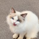 미뇽 캣 이미지