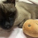 내친구고양이 이미지