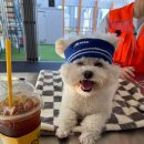 놀러오개 애견유치원 애견호텔 동대문점 이미지