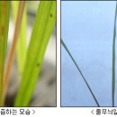 (주)인트론바이오테크놀로지 이미지