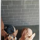 은퇴한 수의사의 저택 이미지