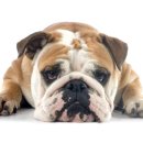 괴정동물병원 이미지