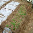 꽃순이농장 이미지