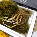 진(GIN)사포닌 | 선물하기 좋은 산삼 삼삼삼 산양삼 언박싱 체험후기! 산양삼 효능 인삼먹는법 인삼보관방법