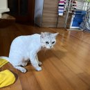 고양이미용 우다다냥 이미지