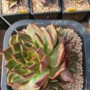 부용슈퍼 이미지