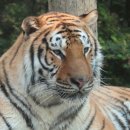 타이거벨리 이미지