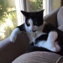 카리스마 이미지