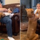 뿔난강아지 이미지