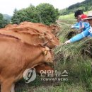 단양축산업협동조합소백산관광목장
