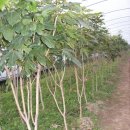 황칠나무집 이미지