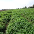 박하농장 이미지