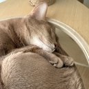 24시 글로리 동물병원 이미지