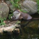 화천군수달연구센터 이미지