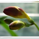 향기고운 이미지