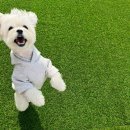 몽샤르망 애견유치원 이미지