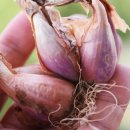 도전자네 농장 이미지