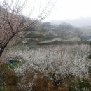 순천향매실마을 이미지