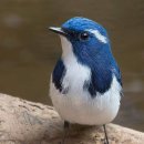 Ultramarine Flycatcher 이미지
