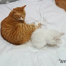 흰그루밍 이미지