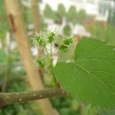 뽕나무(Mulberry tree) 이미지