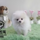 화이트 독 이미지