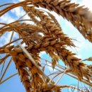 (주)대동사료 이미지