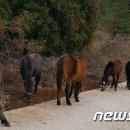 안씨목장 이미지