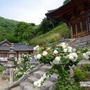 의령 수도사 석탑 및 승탑군 네이버블로그