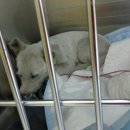 안산 한대<b>캠퍼스</b> <b>강아지</b> 케어맘 입니다