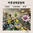 인덕원 꽃집 안양 꽃 배달 하롯샘에 꽃필때 후기