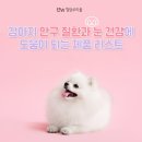 아이케어옵틱 | 강아지 안구질환과 눈건강에 도움이 되는 제품 추천