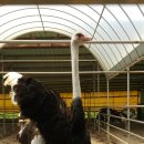 강인 농장 이미지