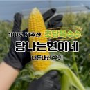 현이네 | [탐나는현이네] 100% 제주산 초당옥수수 내돈내산 후기