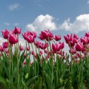 튜울립 이미지