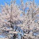봄 벚꽃축제~ 양평물소리길 벚꽃터널 이미지